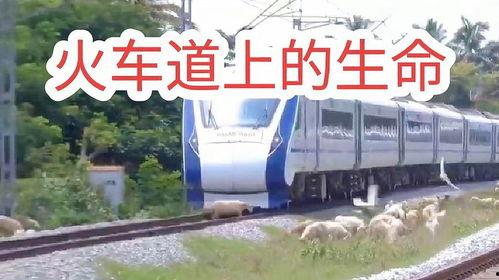 火车车祸视频,火车车祸现场直击