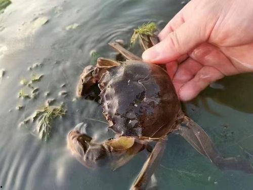 螃蟹脱壳视频,揭秘海洋生物的神奇蜕变