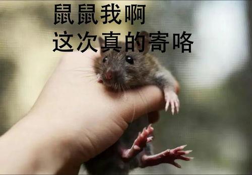 老鼠视频,揭秘视频中的趣味瞬间
