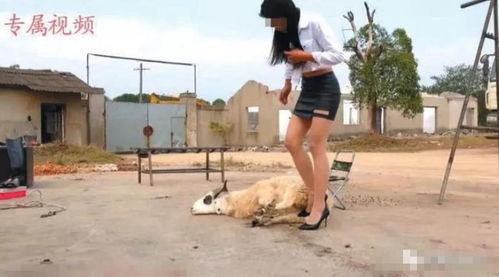 美女和狗交配视频,美女与狗的惊世交配之谜