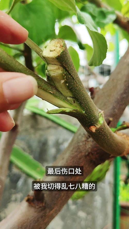 嫁接技术视频,植物繁殖新篇章