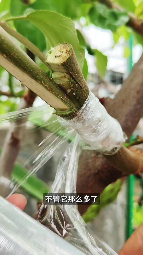 嫁接技术视频,植物繁殖新篇章