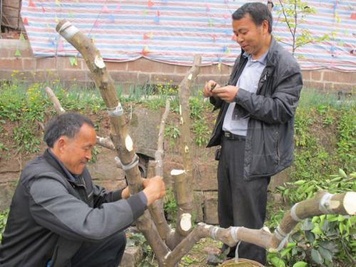 嫁接技术视频,植物繁殖新篇章