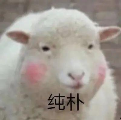 买羊看牙口视频,如何通过观察羊的牙口选购优质羊肉