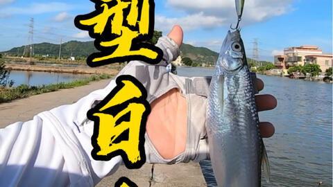 路亚钓白条视频,视频教学带你轻松上钩