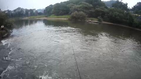路亚钓白条视频,视频教学带你轻松上钩
