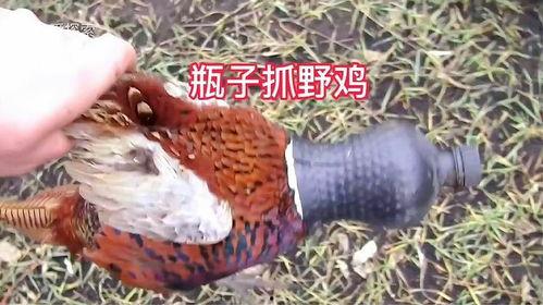 山鸡视频,揭秘野生山鸡的生活习性及生存智慧