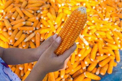 收玉米视频,视频记录田间喜悦