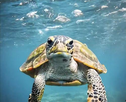 海龟游泳视频,一场壮丽的水下奇观