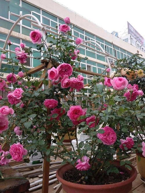 养花视频,轻松掌握植物养护技巧