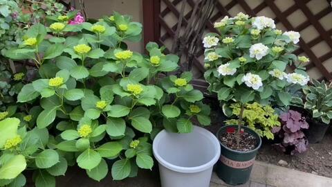 养花视频,轻松掌握植物养护技巧