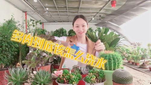 养花视频,轻松掌握植物养护技巧