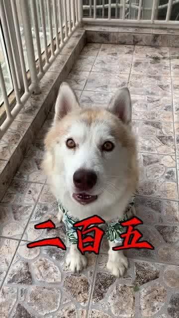 小狗骂人视频,小狗骂人视频引发网友热议