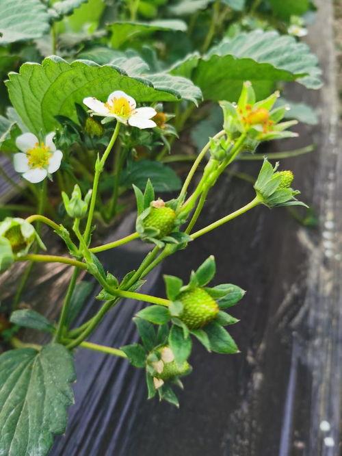 草莓授粉视频,视频带你领略花果飘香瞬间
