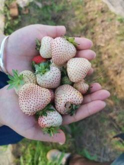 草莓授粉视频,视频带你领略花果飘香瞬间