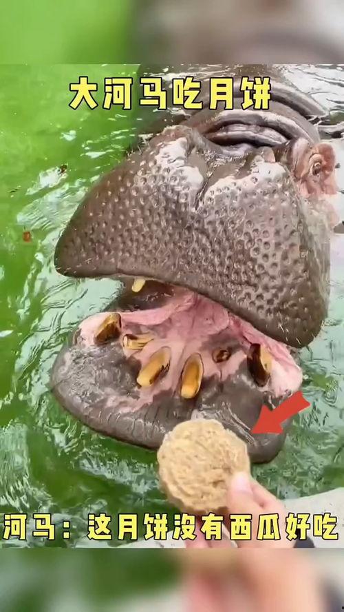 大河马视频,探寻自然奇观，感受生命魅力