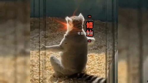 生物有趣视频