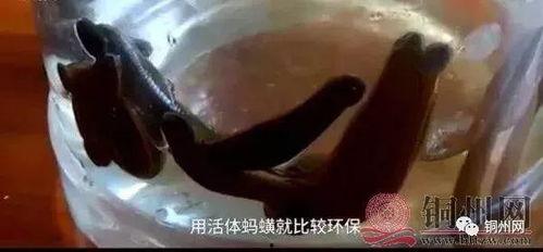 水蛭吸血视频,古老疗法的现代视角