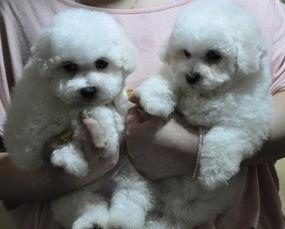 比熊犬视频大全,视频大全中的可爱瞬间