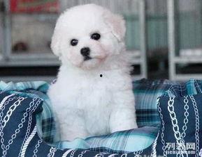 比熊犬视频大全,视频大全中的可爱瞬间
