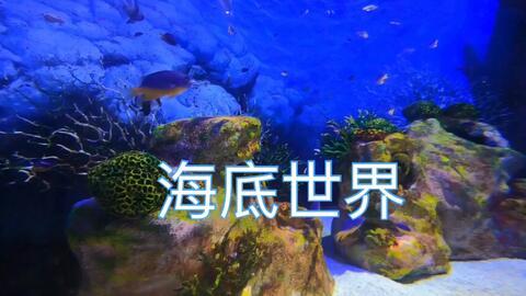 海洋世界的视频,揭秘海洋世界奇观之旅