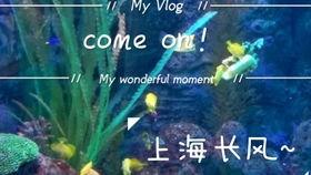 海洋世界的视频,揭秘海洋世界奇观之旅