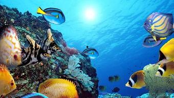 海洋世界的视频,揭秘海洋世界奇观之旅