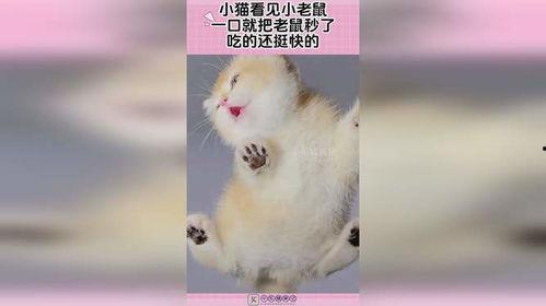 吃小老鼠视频,揭秘小老鼠的“美味”瞬间