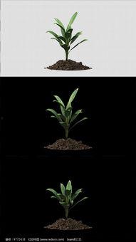 植物视频,视频揭秘大自然的绿色奇迹