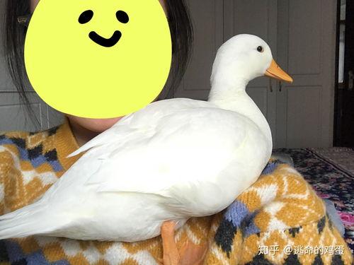 鸭子的叫声视频,春意盎然