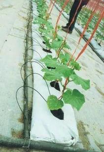 黄瓜无土栽培技术视频,高效种植新篇章