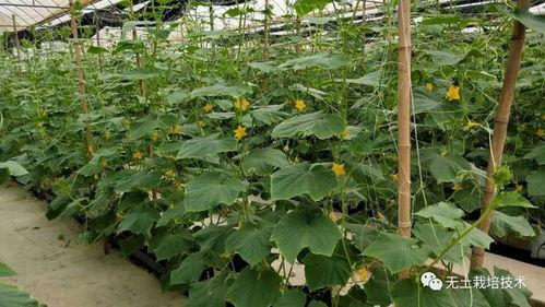 黄瓜无土栽培技术视频,高效种植新篇章