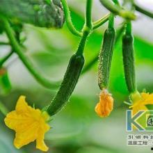 黄瓜无土栽培技术视频,高效种植新篇章