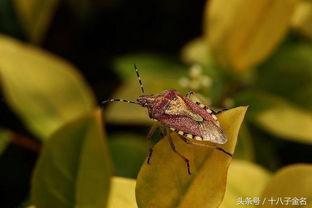 放屁虫视频,揭秘神奇生物的神奇现象