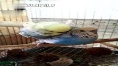 踩背视频,轻松享受背部按摩的乐趣