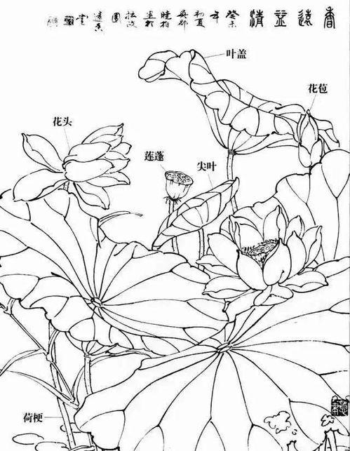 荷花简笔画视频,一抹清新，绘出夏日风情