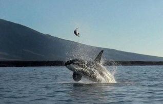 鲸鱼捕食视频,海洋霸主捕猎技巧揭秘