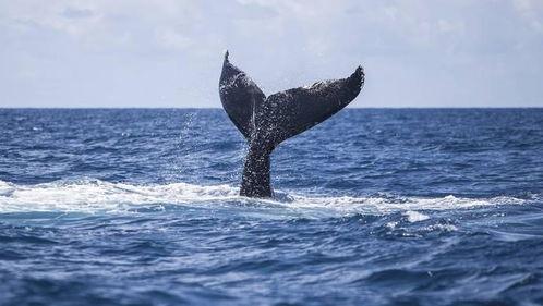 鲸鱼捕食视频,海洋霸主捕猎技巧揭秘
