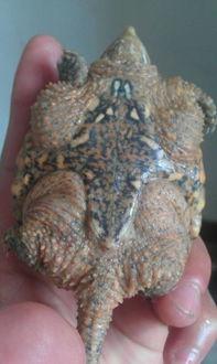 鳄龟图片大全大图,大图赏析，领略水中霸主风采