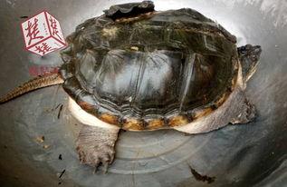 鳄龟图片大全大图,大图赏析，领略水中霸主风采