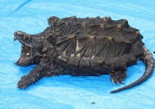 鳄龟图片大全大图,大图赏析，领略水中霸主风采