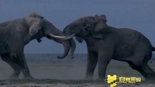 大象叫声视频,揭秘震撼人心的叫声之谜
