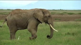 大象叫声视频,揭秘震撼人心的叫声之谜