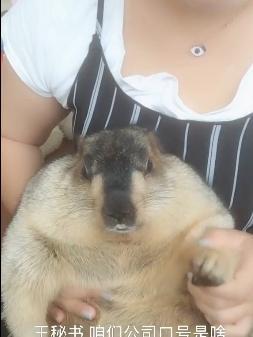 土肥圆视频,揭秘美食与生活的甜蜜碰撞