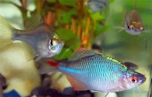 各种鱼类视频,鱼类视频中的海洋奥秘