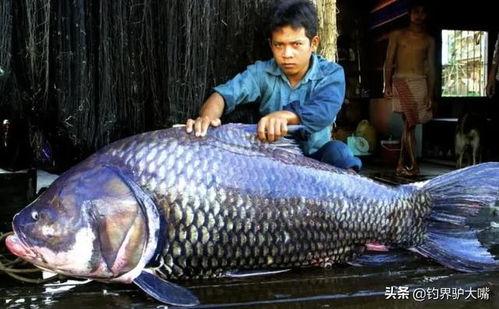 各种鱼类视频,鱼类视频中的海洋奥秘