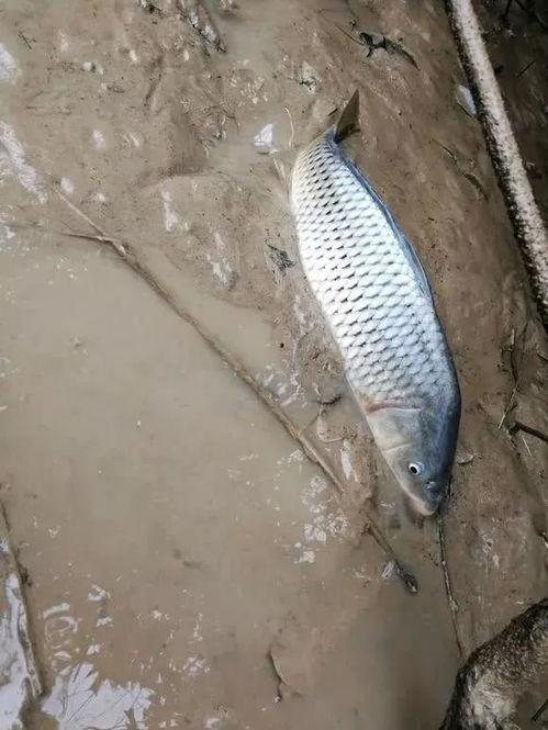 各种鱼类视频,鱼类视频中的海洋奥秘