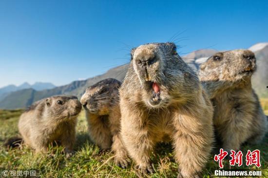 土拨鼠搞笑视频,萌宠笑料横生，欢乐无限
