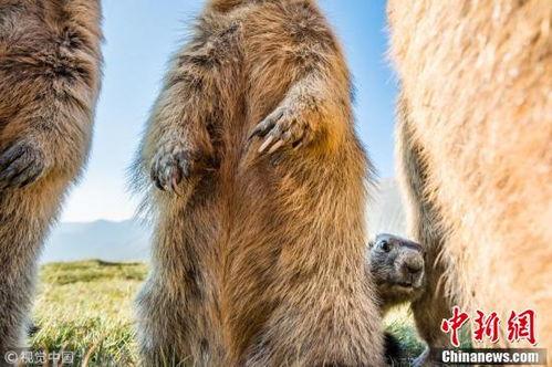 土拨鼠搞笑视频,萌宠笑料横生，欢乐无限