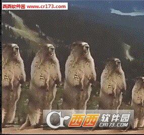 土拨鼠搞笑视频,萌宠笑料横生，欢乐无限